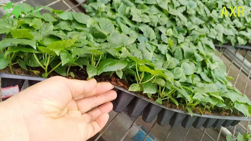 Wholesale Ficus Umbellata Heart-Leaf Fig Live Starter Plant Plug Seedlings