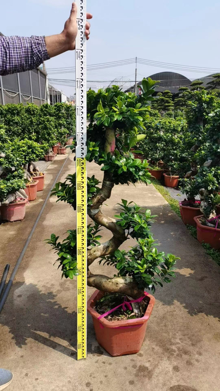 S-shaped Ficus Bonsai