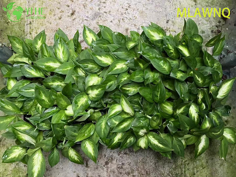 Wholesale Dieffenbachia Marianne Live Variegated Dumb Cane Plug Seedlings