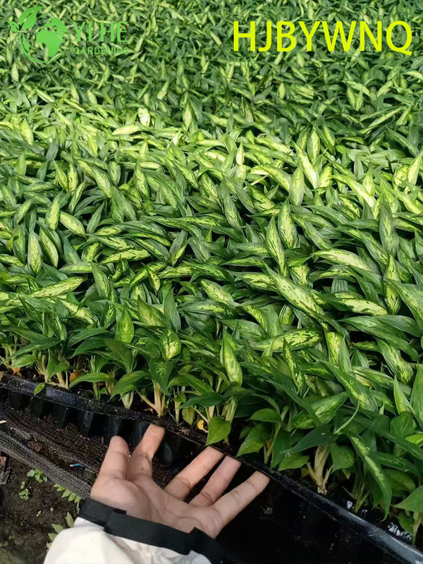 Wholesale Dieffenbachia Star Bright Live Variegated Dumb Cane Plug Seedlings