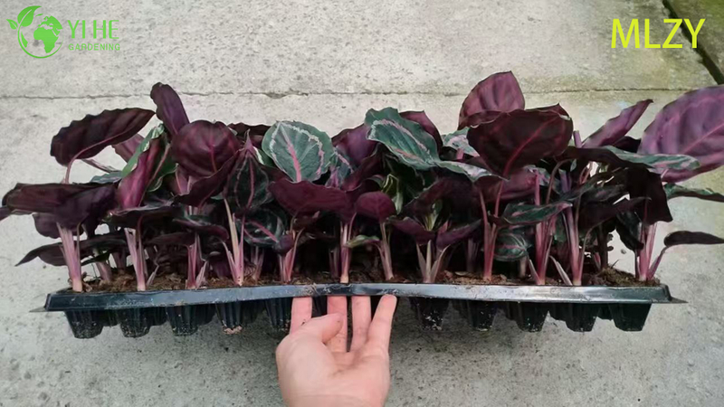 Wholesale Calathea Peacock Plant Live Prayer Plant Starter Plug Seedlings