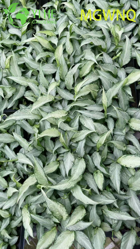 Wholesale Dieffenbachia Tiki Variegated Dumb Cane Starter Plant Seedlings