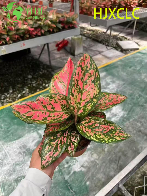 Wholesale Red Aglaonema Valentine Live Chinese Evergreen Starter Plug Seedlings