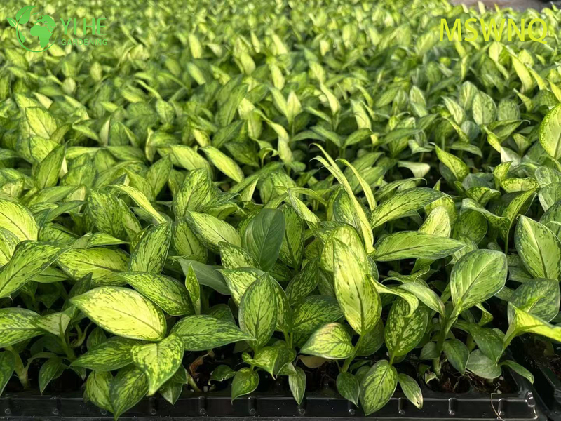 Wholesale Dieffenbachia Marsha Live Variegated Dumb Cane Plug Seedlings