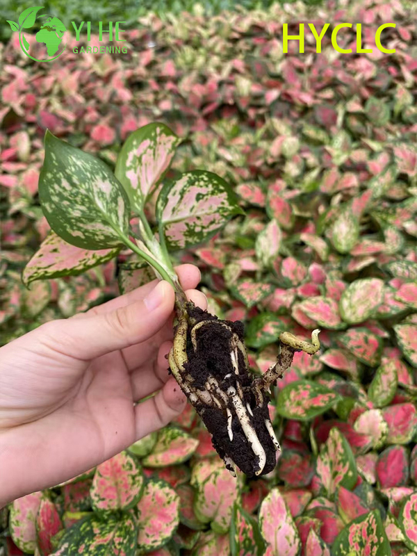 Wholesale Aglaonema Beauty Live Chinese Evergreen Starter Plug Seedlings