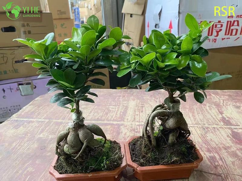 Live Ginseng Ficus Microcarpa An Indoor Bonsai Tree Plant
