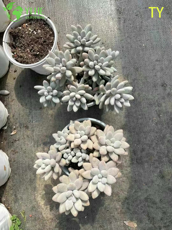 Wholesale Pink Moonstone Succulent Pachyphytum Live Plant Cluster Bonsai