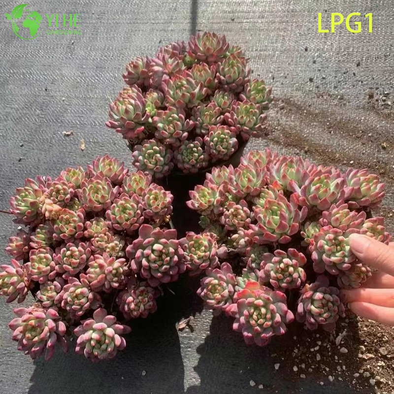 Live Colorful Rosette Echeveria Blue Apple Succulent Plant Bonsai