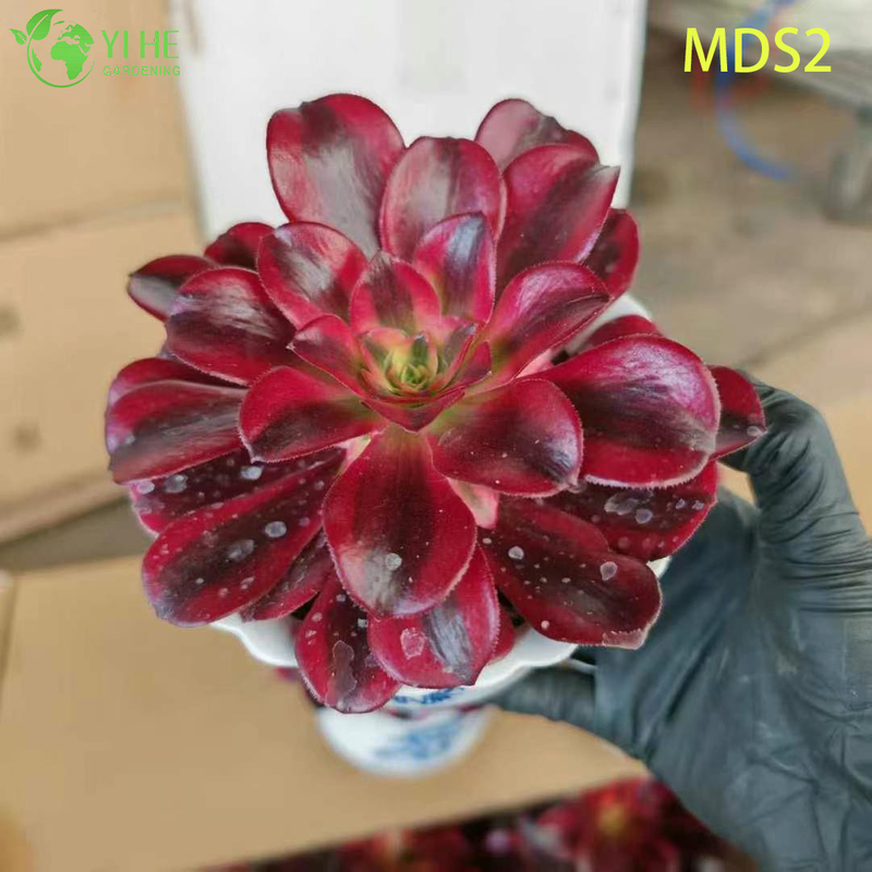 Wholesale Crested Aeonium Medusa Rare Cristate Succulent Live Plant Bonsai