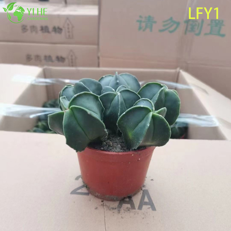 Wholesale Live Variegated Astrophytum Cactus for Collector's Succulent Nursery Bonsai