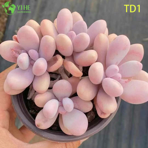 Wholesale Pink Moonstones Succulent Graptopetalum Amethystinum Live Plant Bonsai