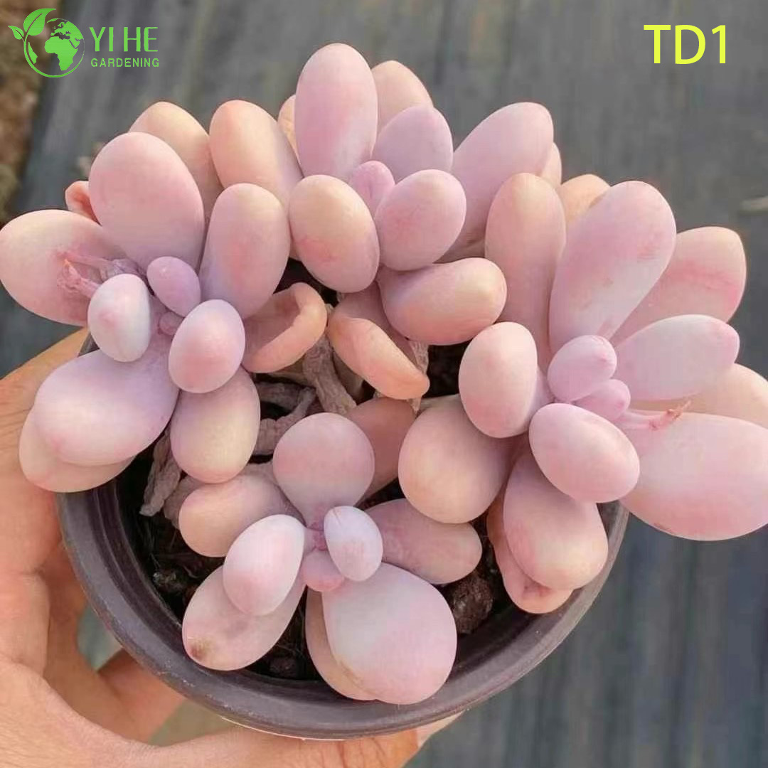 Wholesale Pink Moonstones Succulent Graptopetalum Amethystinum Live Plant Bonsai