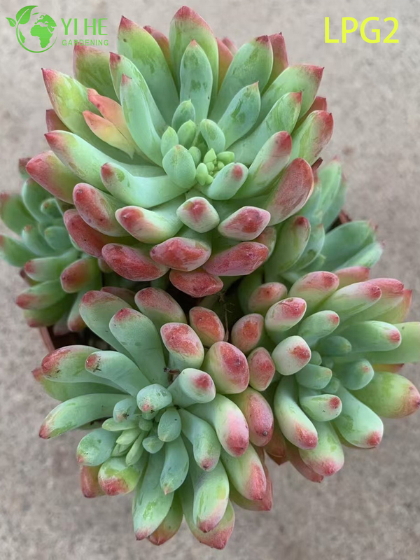 Lush Pink Echeveria Succulent Cluster for Home Decor Bonsai