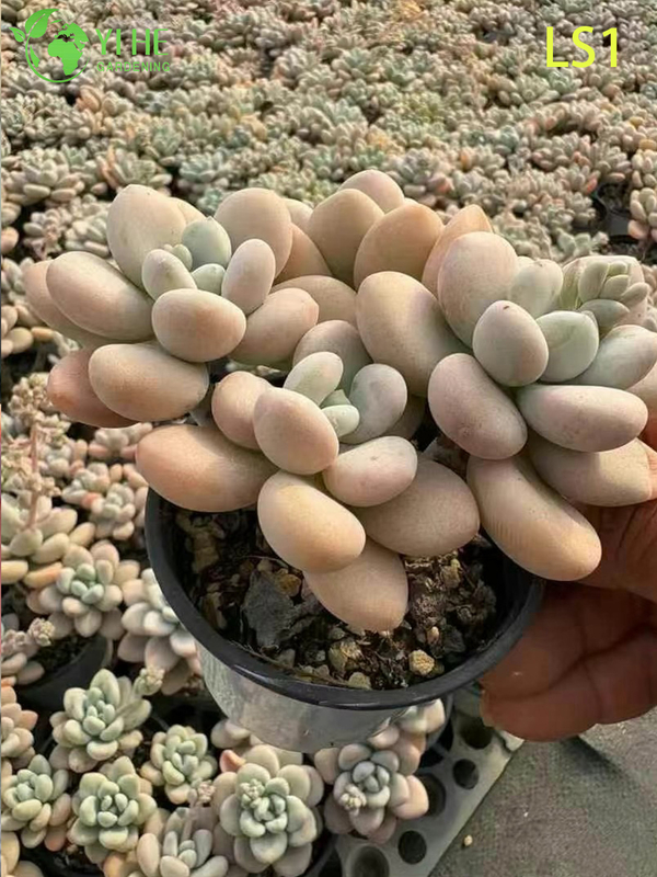 Live Chubby Pink Succulent Wholesale Nursery Rosette Cluster Plant Bonsai
