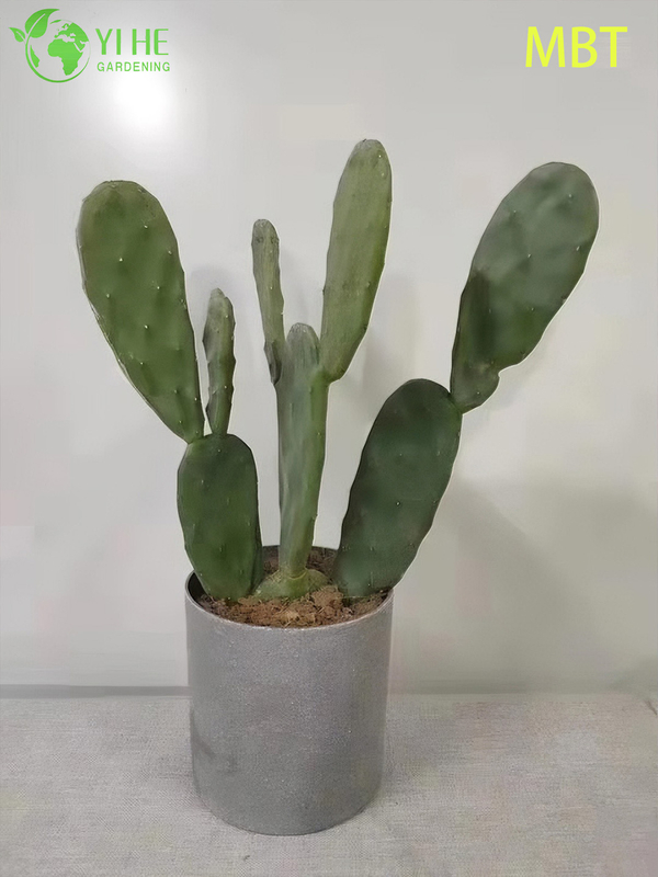 Live Paddle Cactus Plant Wholesale for Modern Home Decor Bonsai