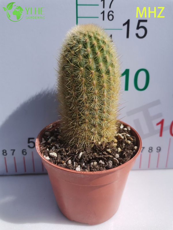 Wholesale Golden Ball Cactus Parodia Leninghausii Live Ornamental Plant Bonsai
