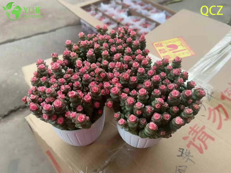 Live Pink Variegated Necklace Vine Succulent Crassula Wholesale Cluster Bonsai