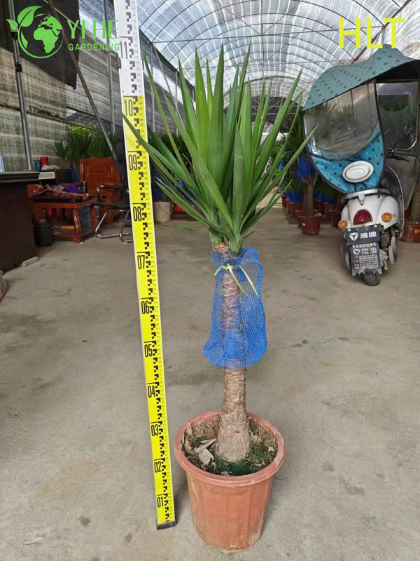 Wholesale Multi-Stem Yucca Cane Tree Live Indoor Houseplant Bonsai