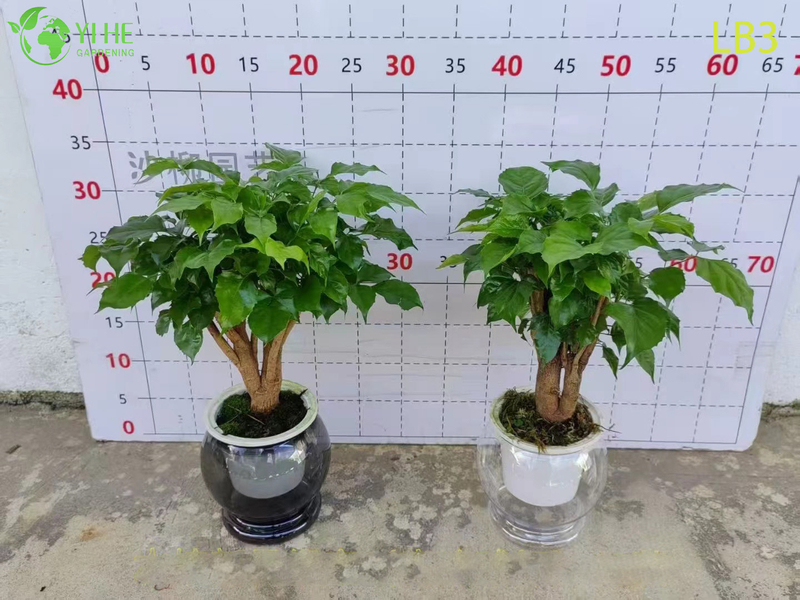 Wholesale Mini Ginseng China Doll Plant Exposed Root Bonsai