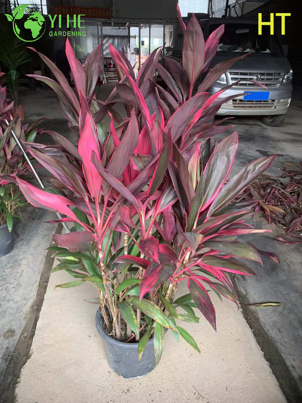 Wholesale Red Ruby Cordyline Ti Plant for Tropical Landscaping Bonsai
