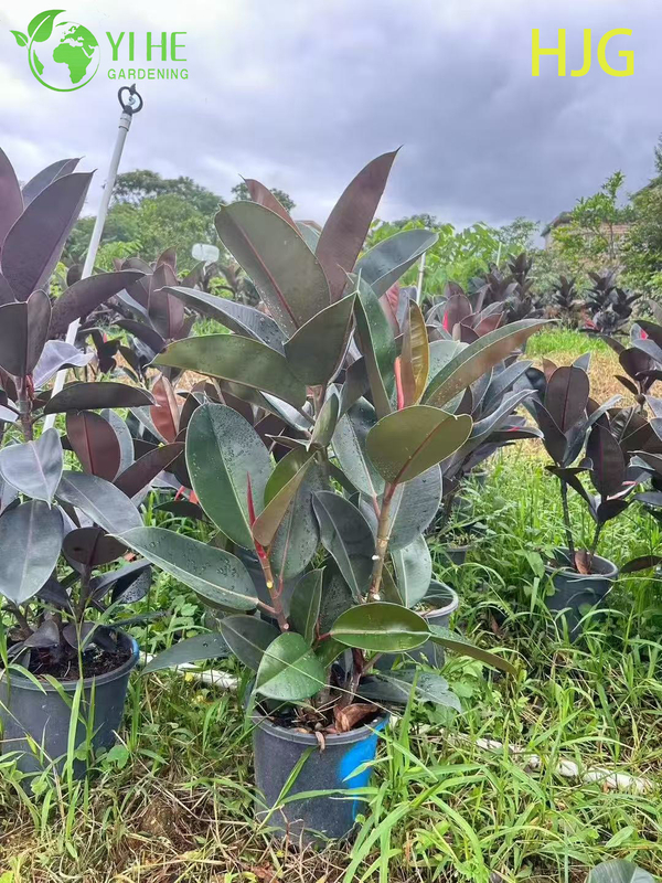 Wholesale Black Prince Rubber Tree Ficus Elastica Houseplant Bonsai
