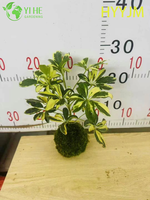 Wholesale Golden Variegated Schefflera Umbrella Tree Plant Bonsai