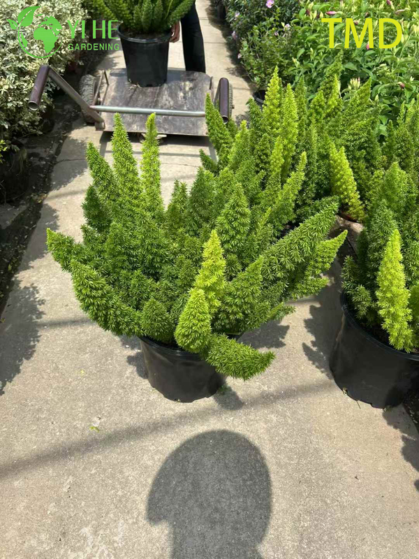 Wholesale Foxtail Fern Live Asparagus Plume Accent Plant Bonsai