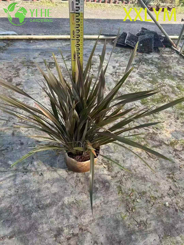 Wholesale Bronze New Zealand Flax Live Architectural Phormium Plant Bonsai