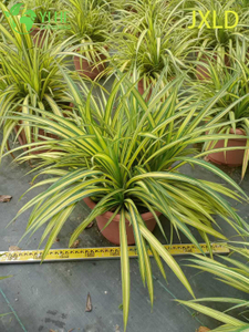 Wholesale Variegated Golden Screw Pine Live Pandanus Plant Bonsai