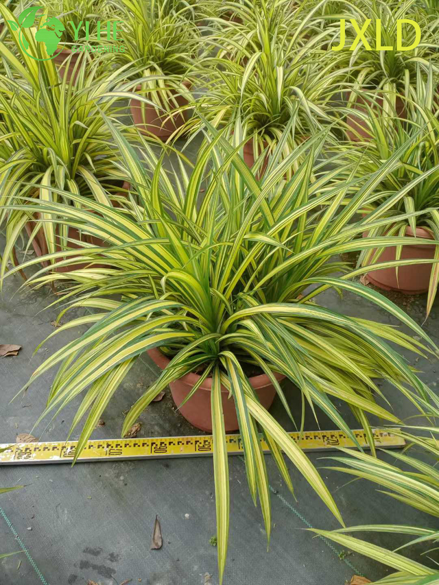 Wholesale Variegated Golden Screw Pine Live Pandanus Plant Bonsai