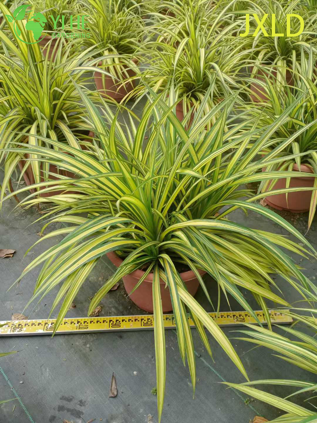 Wholesale Variegated Golden Screw Pine Live Pandanus Plant Bonsai