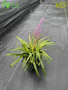 Wholesale Variegated Liriope Lilyturf Live Flowering Groundcover Bonsai