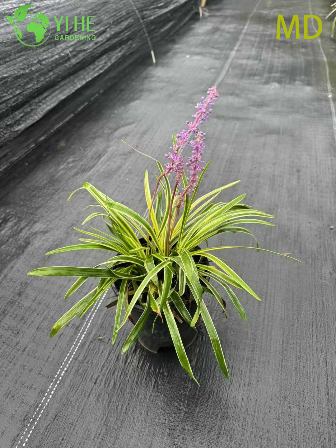 Wholesale Variegated Liriope Lilyturf Live Flowering Groundcover Bonsai