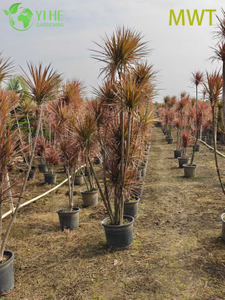 Wholesale Red-Edged Dracaena Marginata Live Multi-Stem Plant Bonsai