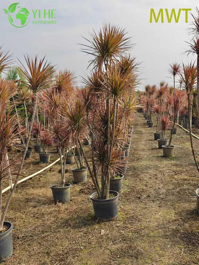 Wholesale Red-Edged Dracaena Marginata Live Multi-Stem Plant Bonsai