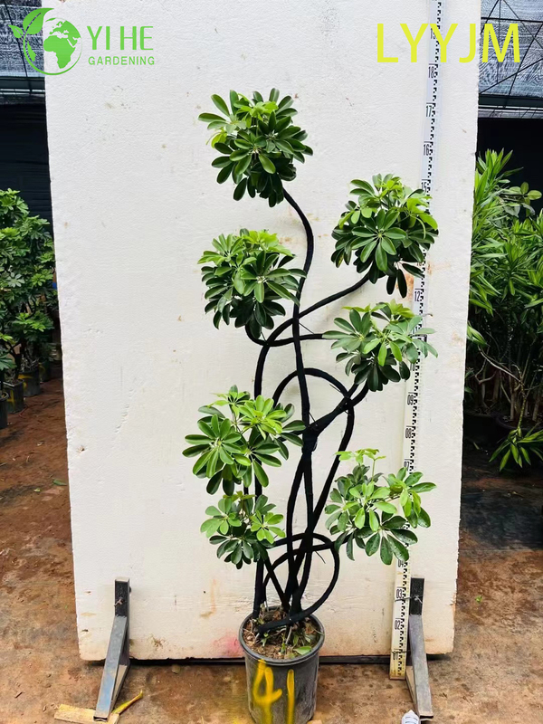 Wholesale Green Schefflera Dwarf Umbrella Tree Live Indoor Plant Bonsai