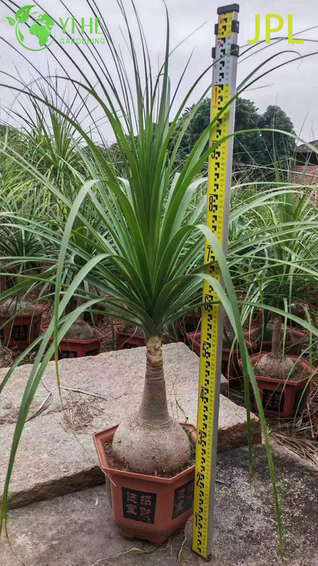 Wholesale Ponytail Palm Elephant's Foot Live Beaucarnea Plant Bonsai