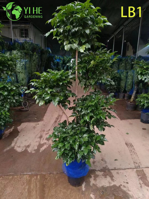 Wholesale China Doll Plant Two Ball Topiary Live Indoor Tree Bonsai