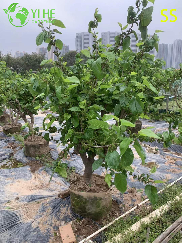 Fast-Growing Mulberry Tree with Sweet Blackberry-like Berries Mulberry Tree