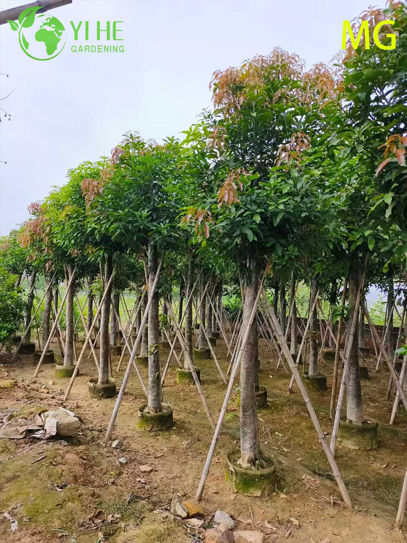 Grafted Live Mango Indica Tree with Sweet Tropical Golden Fruits Bonsai
