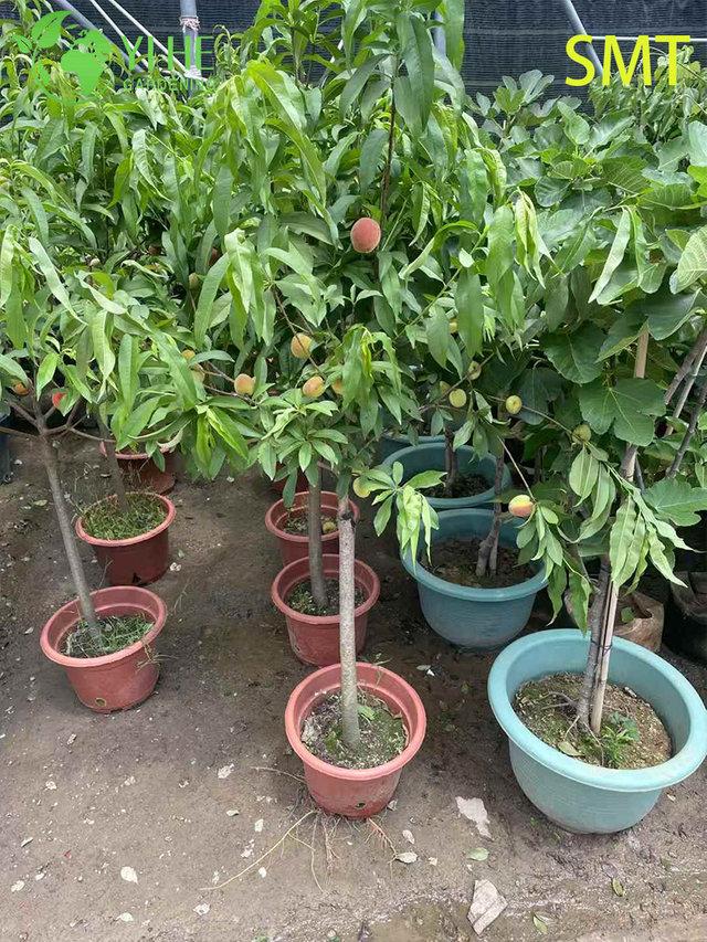 Prunus Persica Honigpfirsichbaum mit saftig-süßem, aromatischem Fruchtbonsai