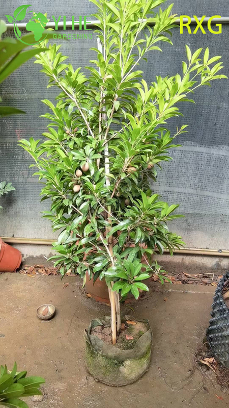 Live Manilkara zapota Sapodilla Chikoo Tree with Sweet Brown Sugar Fruit Bonsai