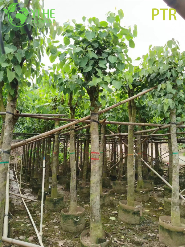 Sacred Bodhi Tree Ficus Religiosa for Temple Garden Landscaping Tree