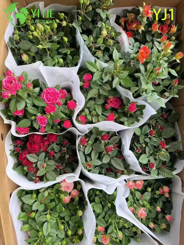 Wholesale Pink Bicolor Rose Tree Standard Live Flowering Plant Bonsai