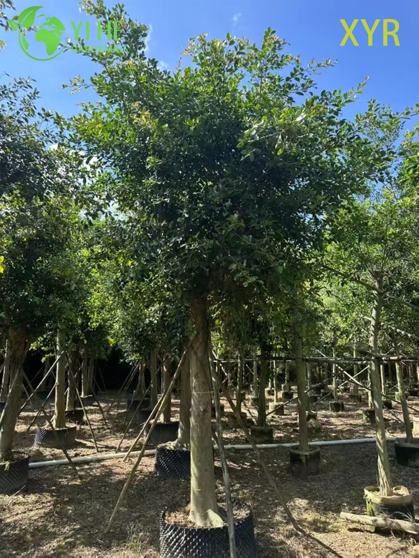 Dense Evergreen Ficus Nitida Indian Laurel for Hedging and Screening Tree
