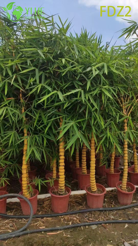 Ornamental Clumping Buddha Belly Bamboo for Bonsai and Screening Bonsai