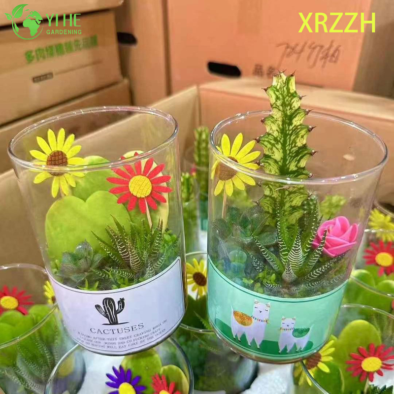 DIY Mini Succulent Cactus Garden Kit for Desktop Office Decor Bonsai