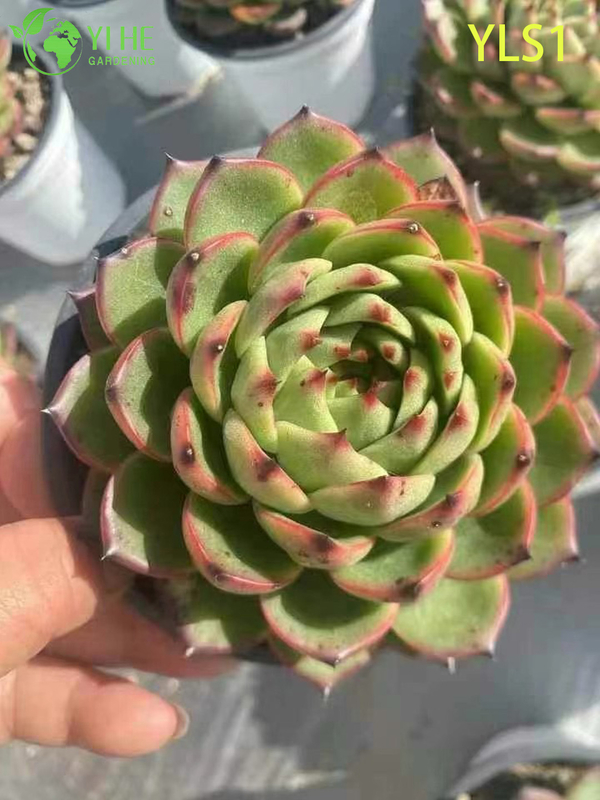 Wholesale Echeveria Agavoides Lipstick Live Succulent Plant Bonsai