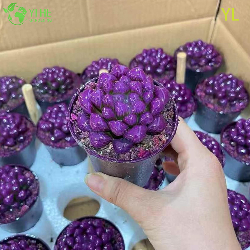 Live Purple Colored Haworthia Yulu Crystal Succulent Plant Wholesale Bonsai