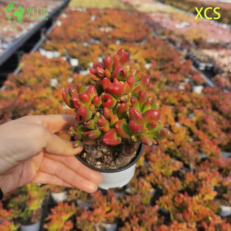 Wholesale Crassula Ovata Hobbit Jade Live Succulent Plant Bonsai